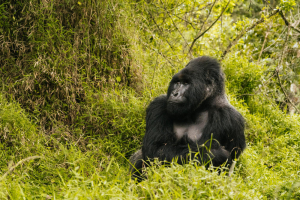 15 Days Basic Gorilla, Lions And Waterfalls Safari Tour
